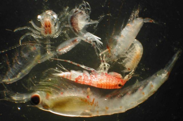 Zooplankton Picture