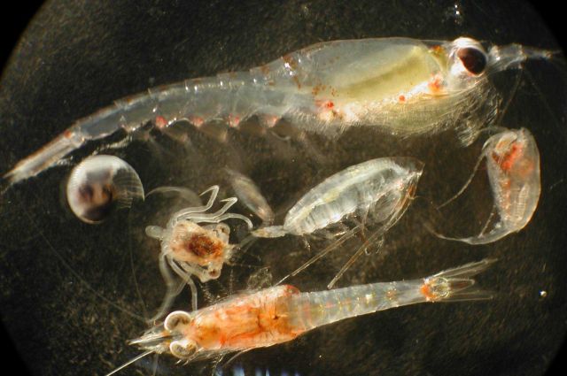 Zooplankton Picture