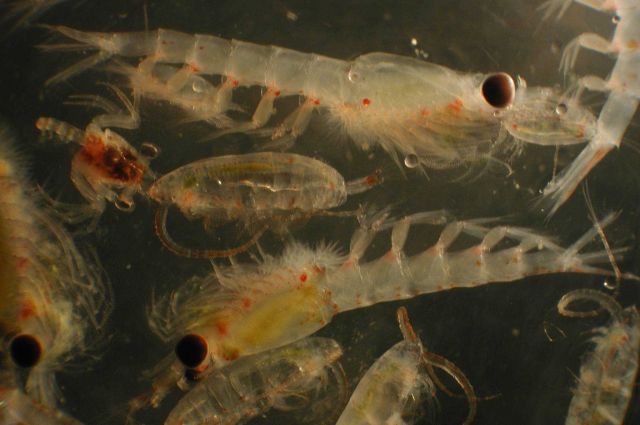 Zooplankton Picture