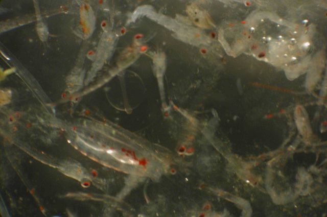 Zooplankton Picture