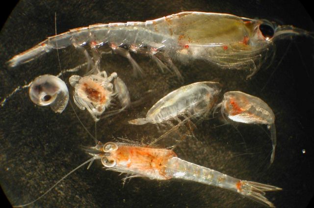 Zooplankton Picture