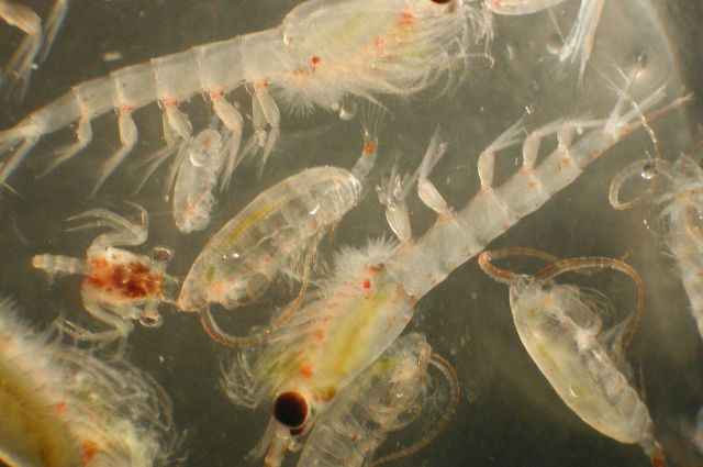 Zooplankton Picture