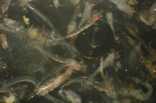 Zooplankton Picture