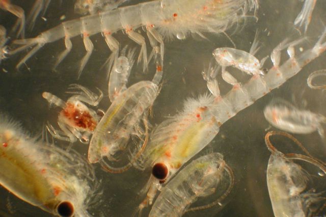 Zooplankton Picture