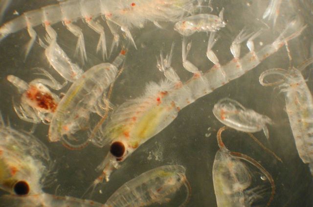 Zooplankton Picture
