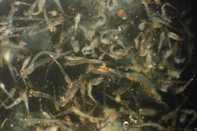 Zooplankton Picture