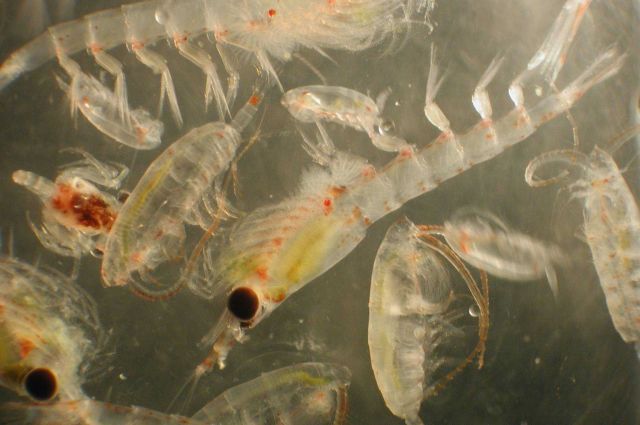 Zooplankton Picture