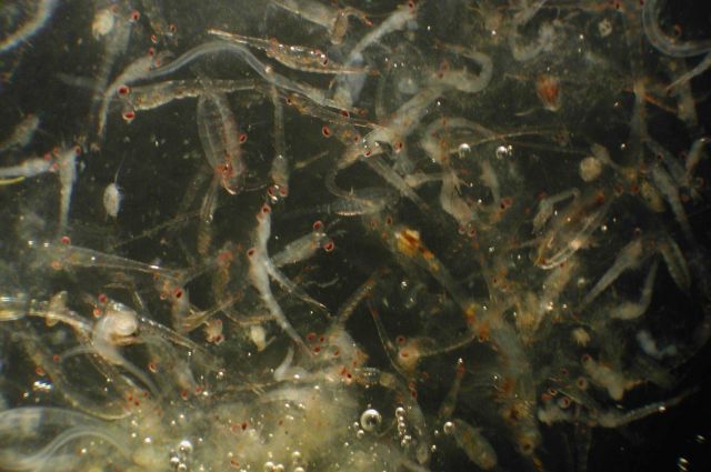 Zooplankton Picture