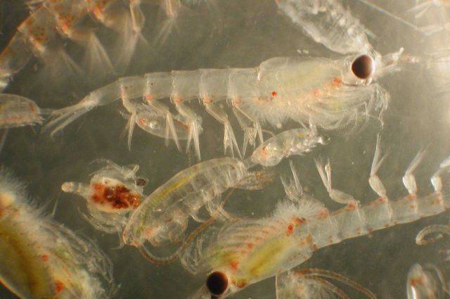 Zooplankton Picture