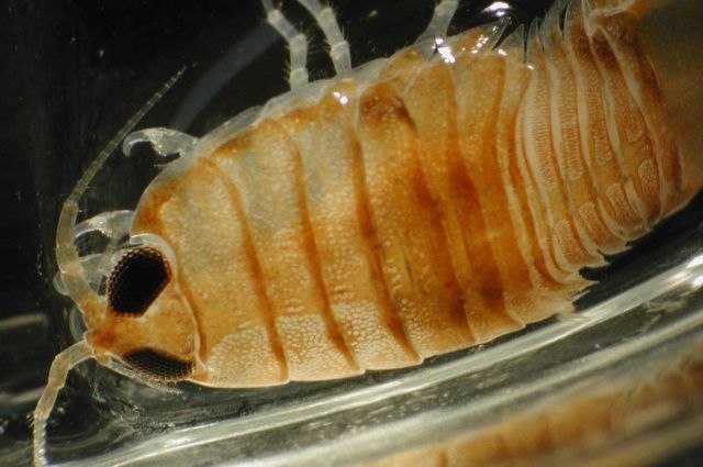 Zooplankton Picture