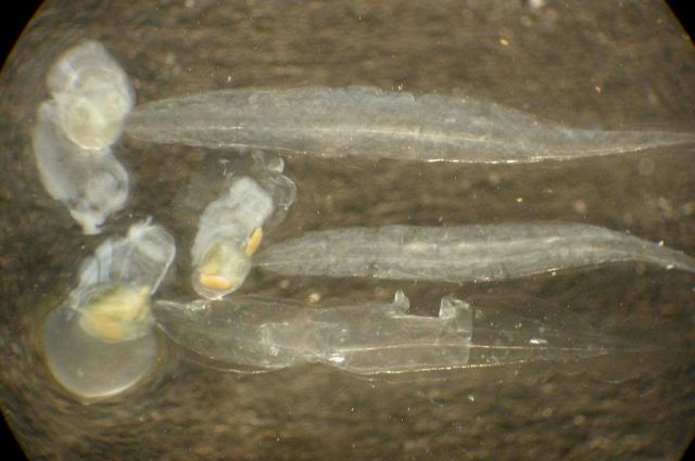Zooplankton. Picture