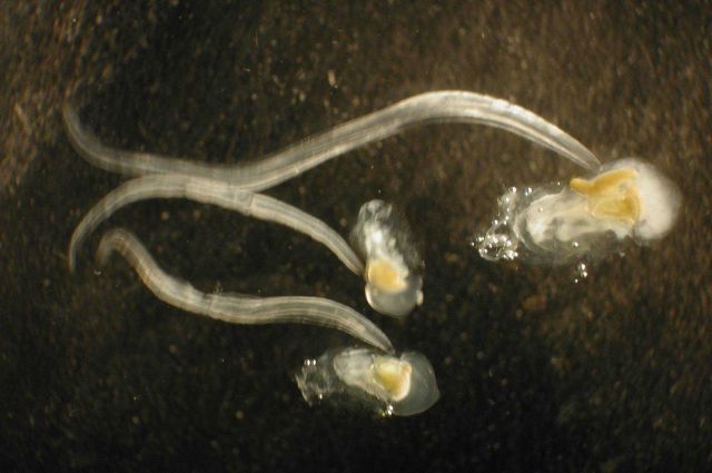 Zooplankton. Picture