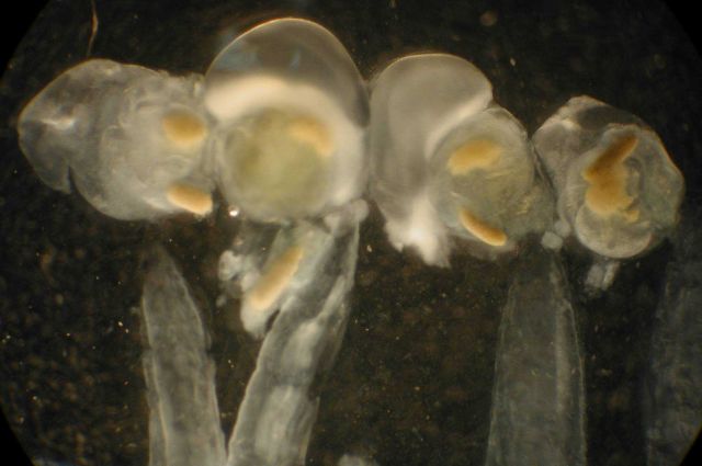 Zooplankton. Picture