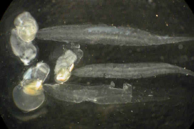 Zooplankton. Picture