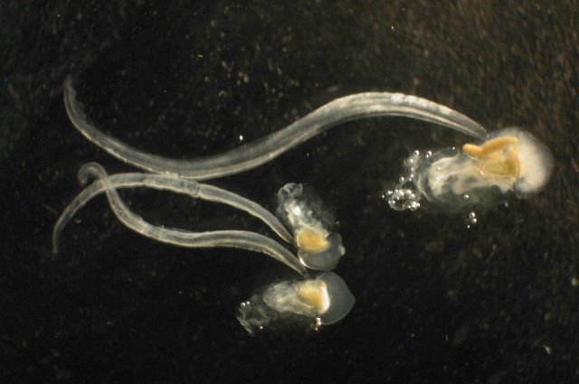 Zooplankton. Picture