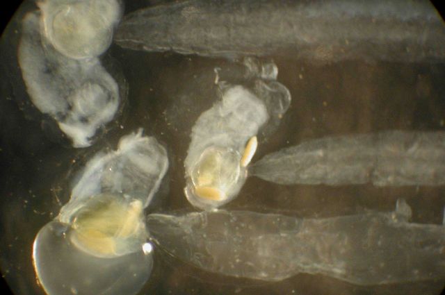 Zooplankton. Picture