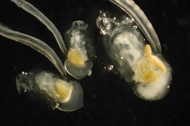 Zooplankton. Picture