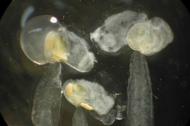 Zooplankton. Picture