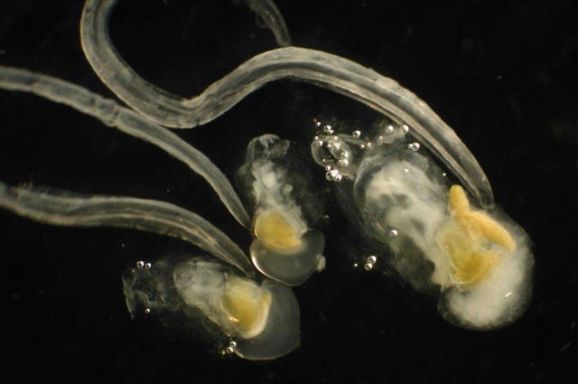Zooplankton. Picture