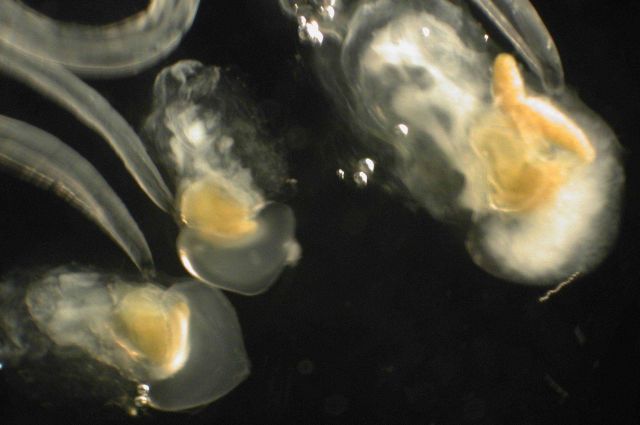 Zooplankton. Picture