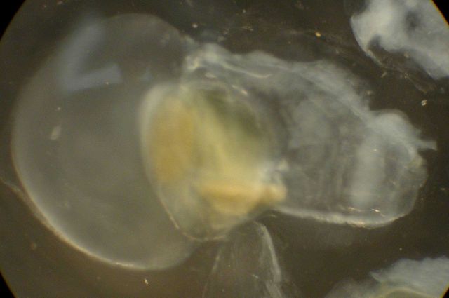 Zooplankton. Picture