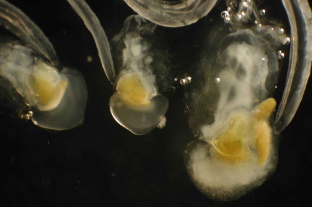 Zooplankton. Picture