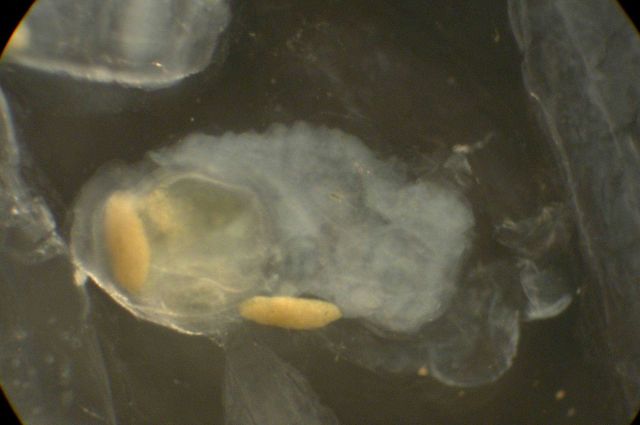 Zooplankton. Picture