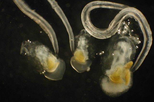 Zooplankton. Picture