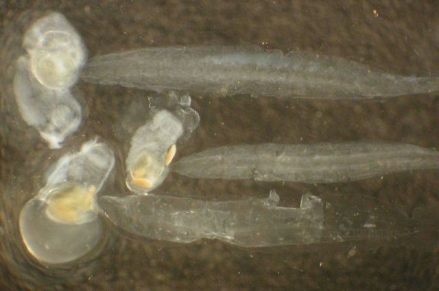 Zooplankton. Picture