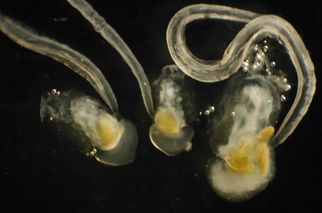 Zooplankton. Picture