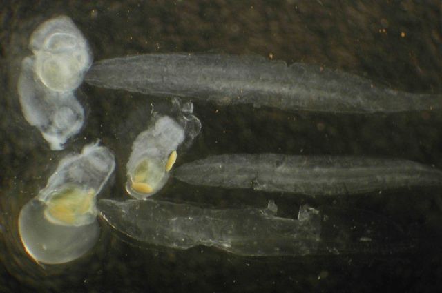 Zooplankton. Picture