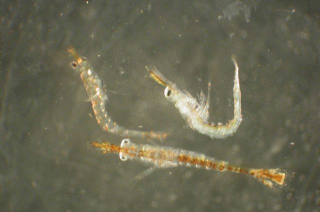 Zooplankton Picture