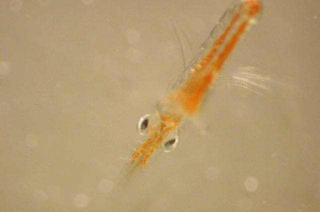 Zooplankton Picture