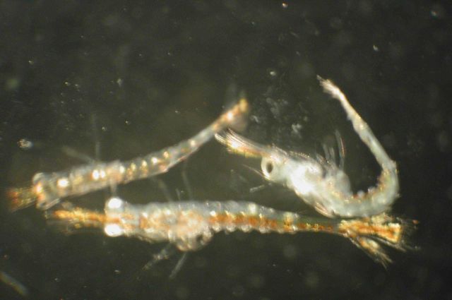 Zooplankton Picture