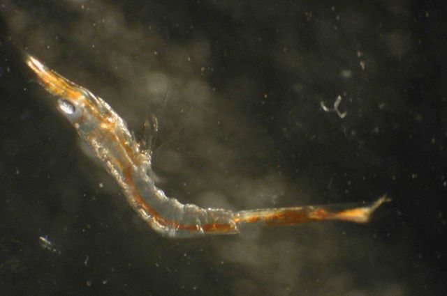 Zooplankton Picture