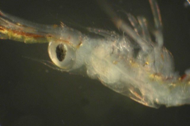 Zooplankton Picture