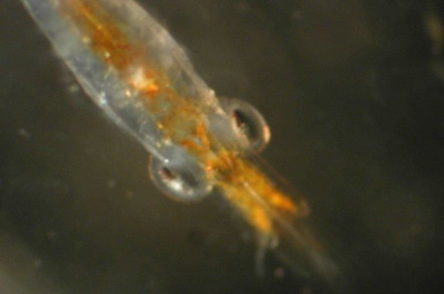 Zooplankton Picture