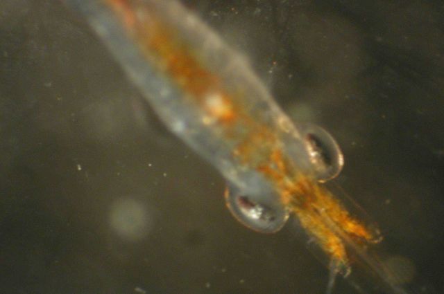 Zooplankton Picture