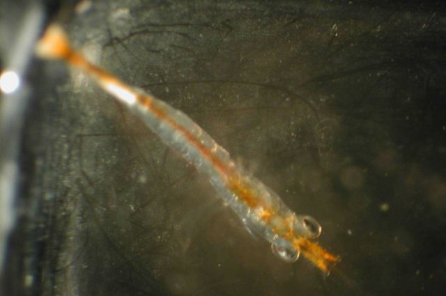 Zooplankton Picture