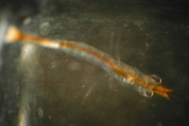 Zooplankton Picture