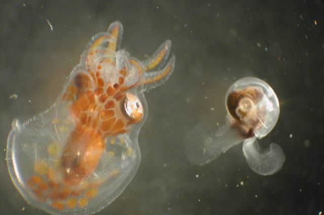 Zooplankton Picture