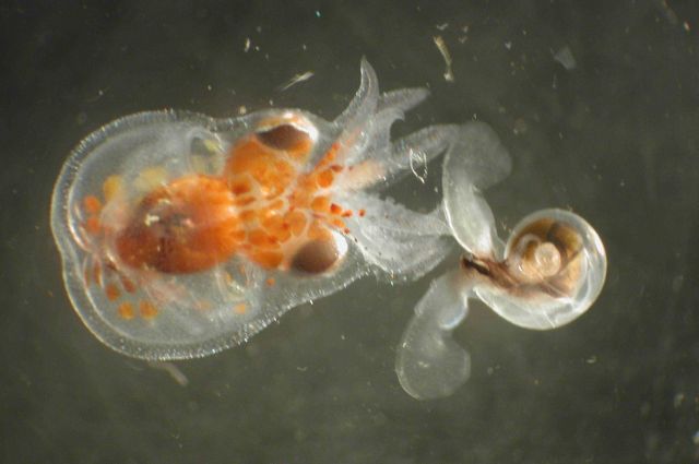 Zooplankton Picture