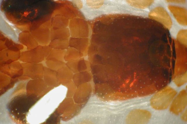Zooplankton Picture