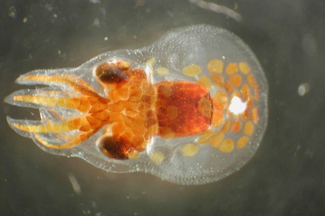 Zooplankton Picture