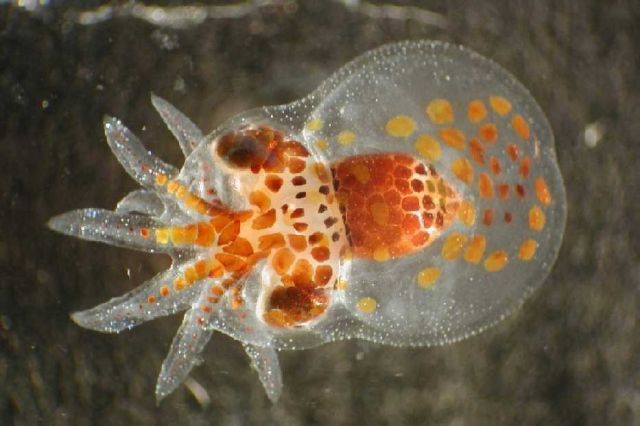 Zooplankton Picture