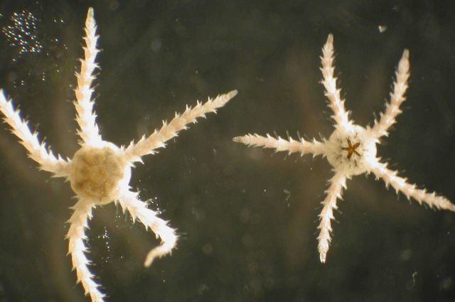 Zooplankton Picture