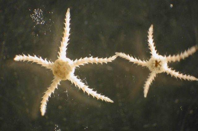 Zooplankton Picture