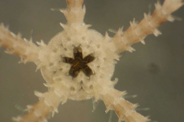 Zooplankton Picture