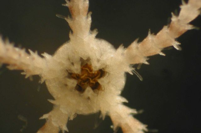 Zooplankton Picture