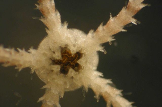 Zooplankton Picture
